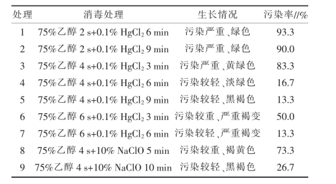 在线观看国产麻豆室