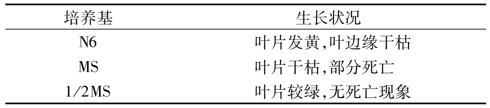 芦苇在线观看国产麻豆快繁技术的研究