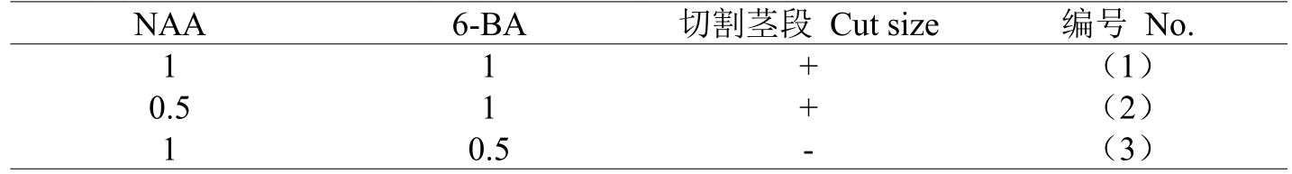 铁皮石斛在线观看国产麻豆体系的建立