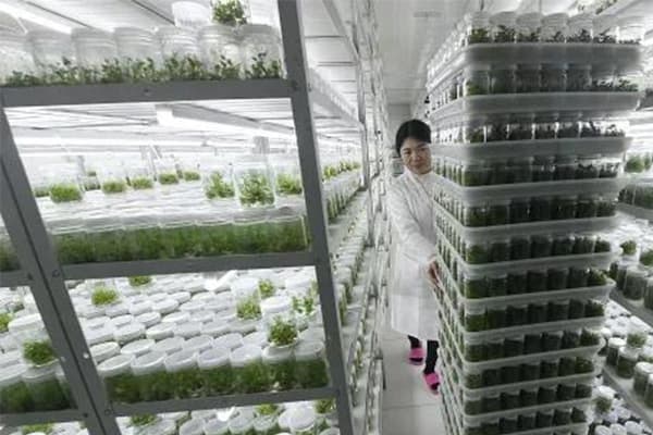 植物在线观看国产麻豆培养室基本原理